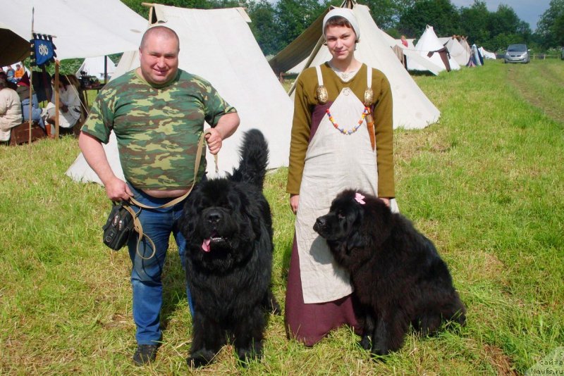 Фото: ньюфаундленд Jonathan Poursmigar iz Volotova, ньюфаундленд Chernaya Mafia Blackberry Blossom (Черная Мафия Бласкберру Блоссом)