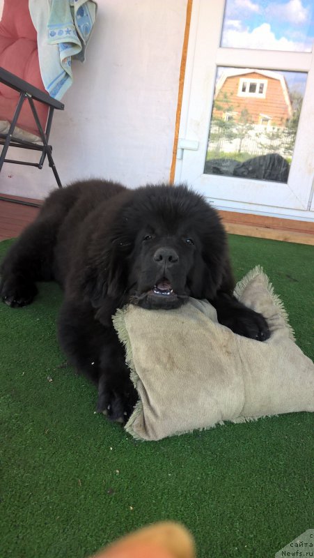 Фото: ньюфаундленд Infant Foreva YAng (Инфант Форева Янг)