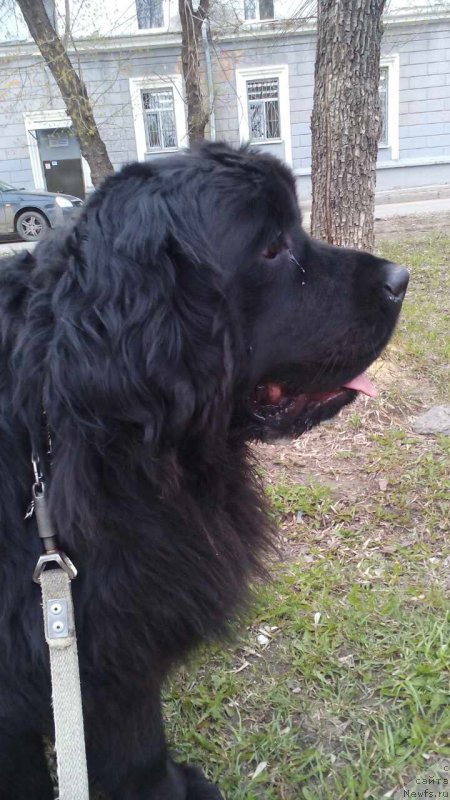 Фото: ньюфаундленд Pomona is Antagrada (Помона из Антаграда)