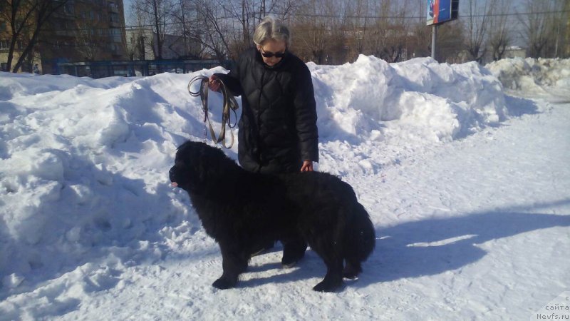 Фото: ньюфаундленд Pomona is Antagrada (Помона из Антаграда)