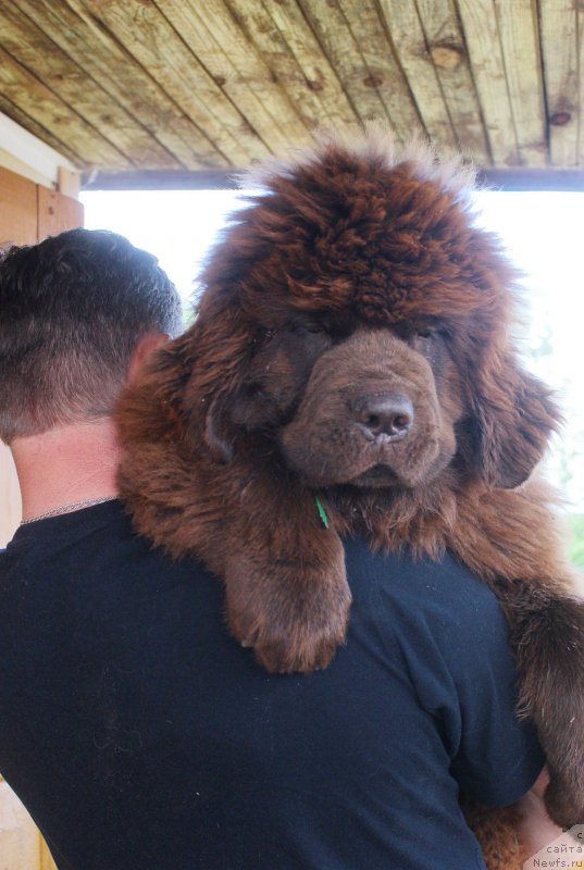 Фото: ньюфаундленд Braunblad MSK Djoy Orson (Браунблад МСК Джой Орсон)