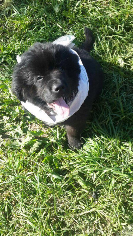 Фото: ньюфаундленд Terra Viktoriya Kiss mi YEgeyn (Терра Виктория Кисс ми Эгейн)