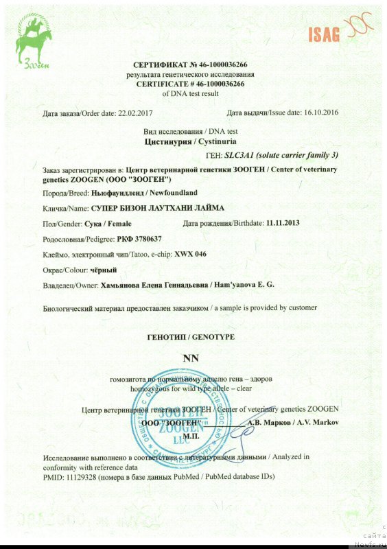 Фото: ньюфаундленд Super Bizon Lauthani Layma (Супер Бизон Лаутхани Лайма)