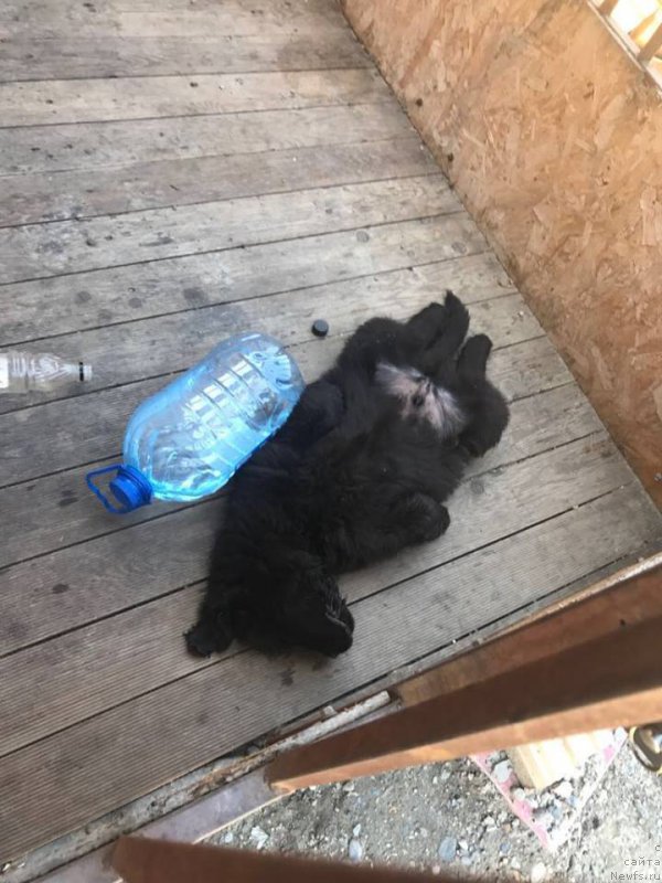 Фото: ньюфаундленд Super Premium YEdinburg (Супер Премиум Эдинбург)