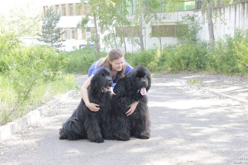 Фото: ньюфаундленд Super Premium Olimpius Inferno (Супер Премиум Олимпиус Инферно), ньюфаундленд Kupec Vakula ot Sibirskogo Medvedya (Купец Вакула от Сибирского Медведя)