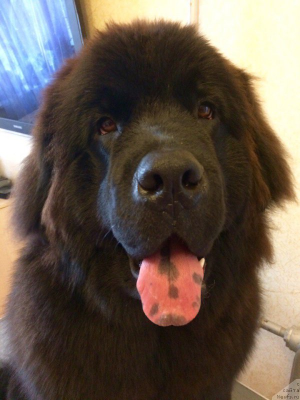 Фото: ньюфаундленд Brift Star Cunami (Брифт Стар Цунами), ньюфаундленд Brift Star Cunami (Брифт Стар Цунами)