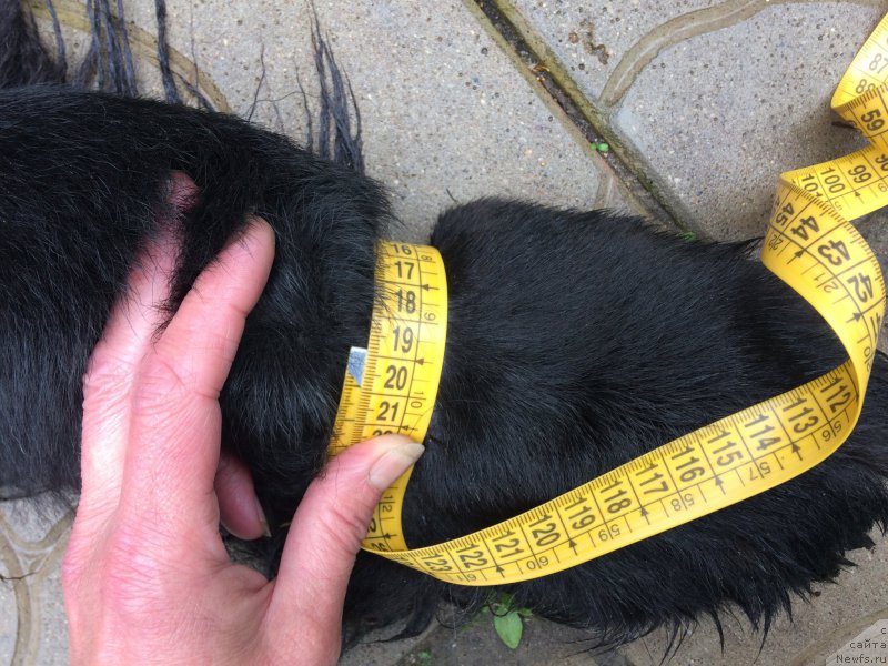 Фото: ньюфаундленд Chernaya Mafia Short and Sweet (Черная Мафия Шорт анд Свеет)