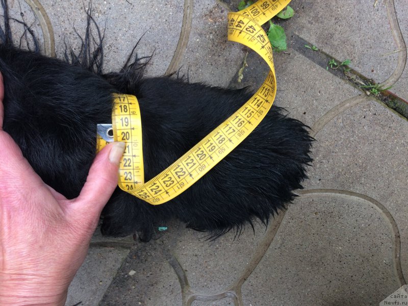 Фото: ньюфаундленд Chernaya Mafia Short and Sweet (Черная Мафия Шорт анд Свеет)