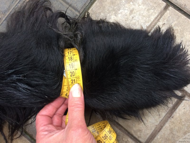 Фото: ньюфаундленд Chernaya Mafia Short and Sweet (Черная Мафия Шорт анд Свеет)