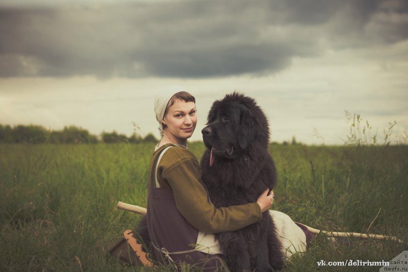 Фото: ньюфаундленд Chernaya Mafia Blackberry Blossom (Черная Мафия Бласкберру Блоссом)