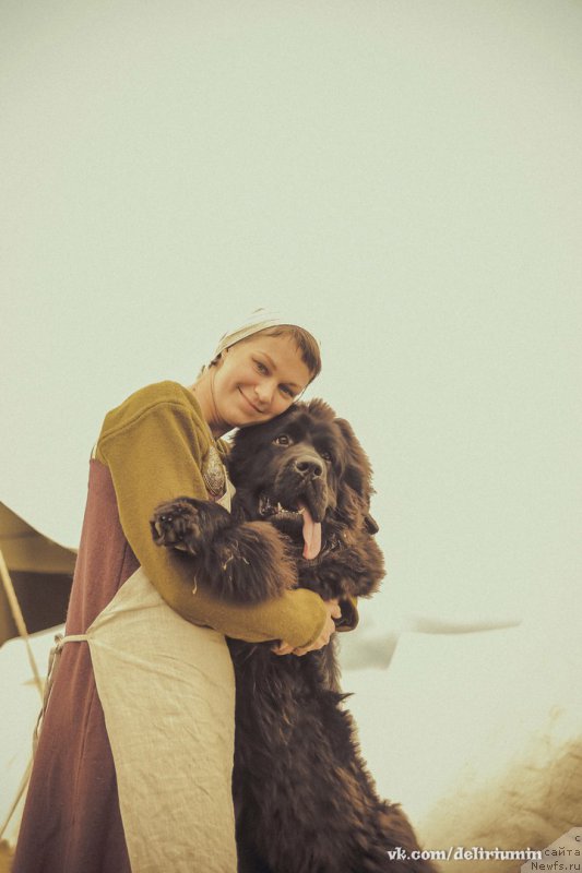 Фото: ньюфаундленд Chernaya Mafia Blackberry Blossom (Черная Мафия Бласкберру Блоссом)