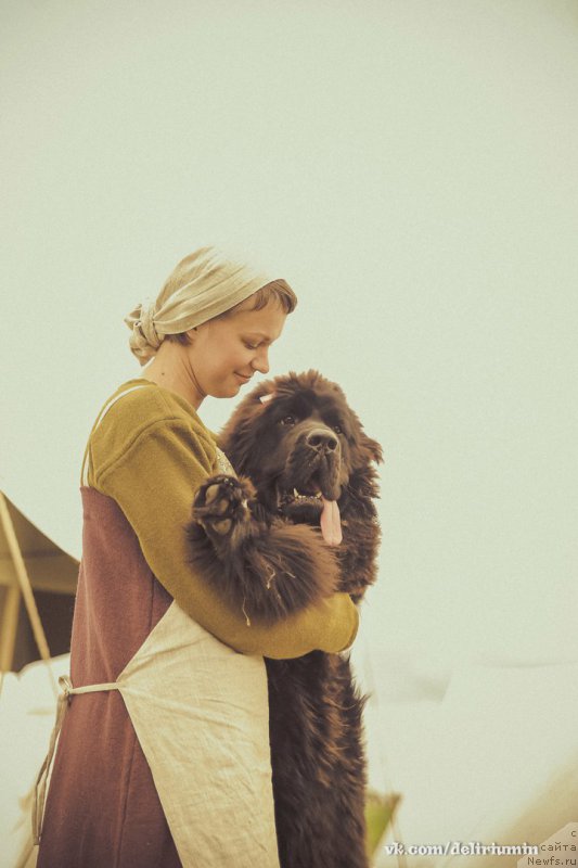 Фото: ньюфаундленд Chernaya Mafia Blackberry Blossom (Черная Мафия Бласкберру Блоссом)