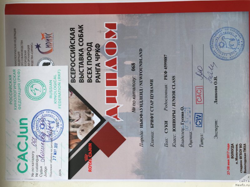 Фото: ньюфаундленд Brift Star Cunami (Брифт Стар Цунами)