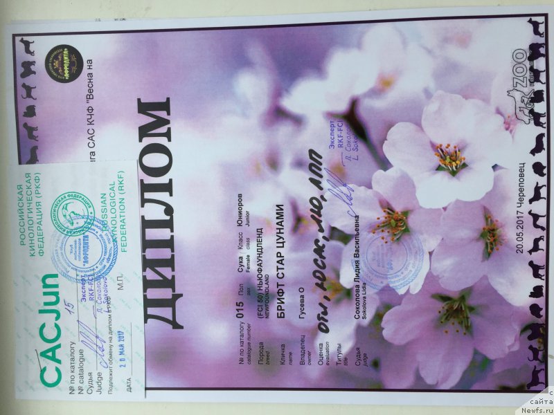 Фото: ньюфаундленд Brift Star Cunami (Брифт Стар Цунами)