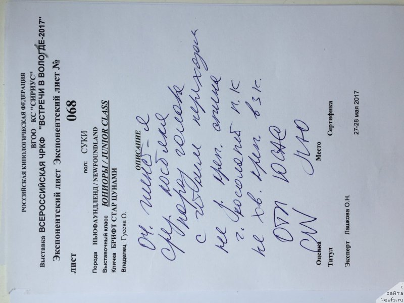 Фото: ньюфаундленд Brift Star Cunami (Брифт Стар Цунами)