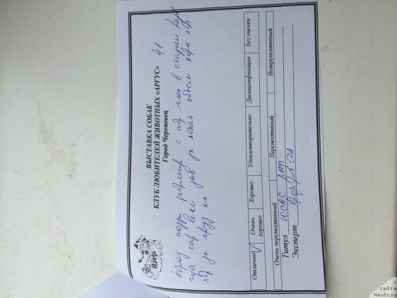 Фото: ньюфаундленд Brift Star Cunami (Брифт Стар Цунами)