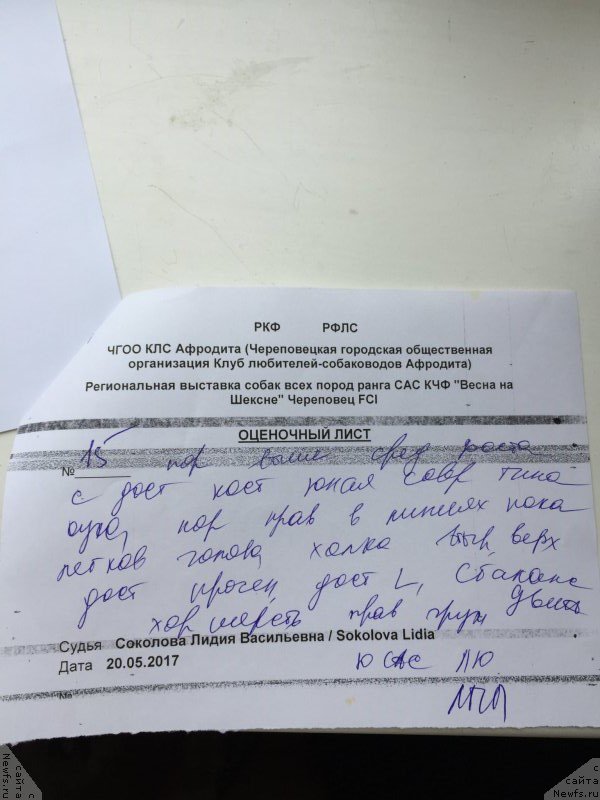 Фото: ньюфаундленд Brift Star Cunami (Брифт Стар Цунами)