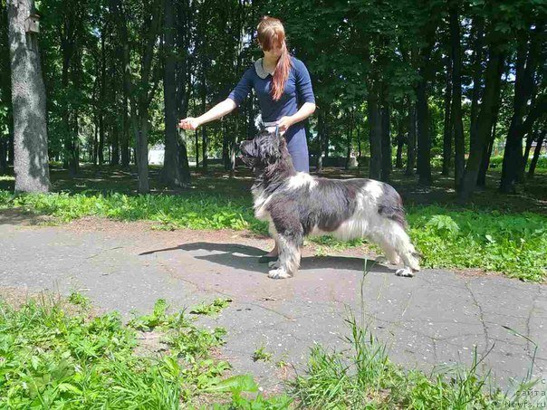 Фото: ньюфаундленд Sunny Safranit Citrine (Сунну Сафранит Цитрине)