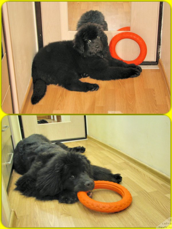 Фото: ньюфаундленд Kozyrniy Tuz s Berega Dona (Козырный Туз с Берега Дона)