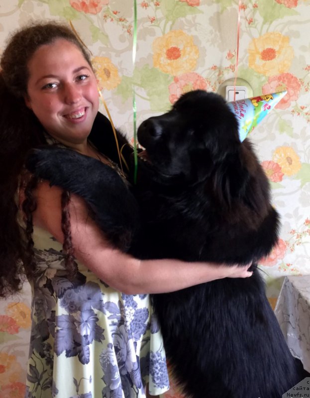 Фото: Ol'ga Guseva (Ольга Гусева), ньюфаундленд Brift Star Cunami (Брифт Стар Цунами)