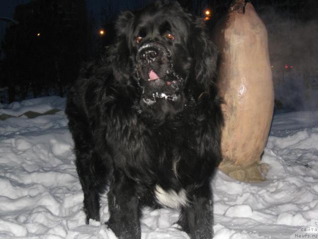 Фото: ньюфаундленд Mag Ispolin Il'ya Muromec (Маг Исполин Илья Муромец), ньюфаундленд Mag Ispolin Il'ya Muromec (Маг Исполин Илья Муромец)