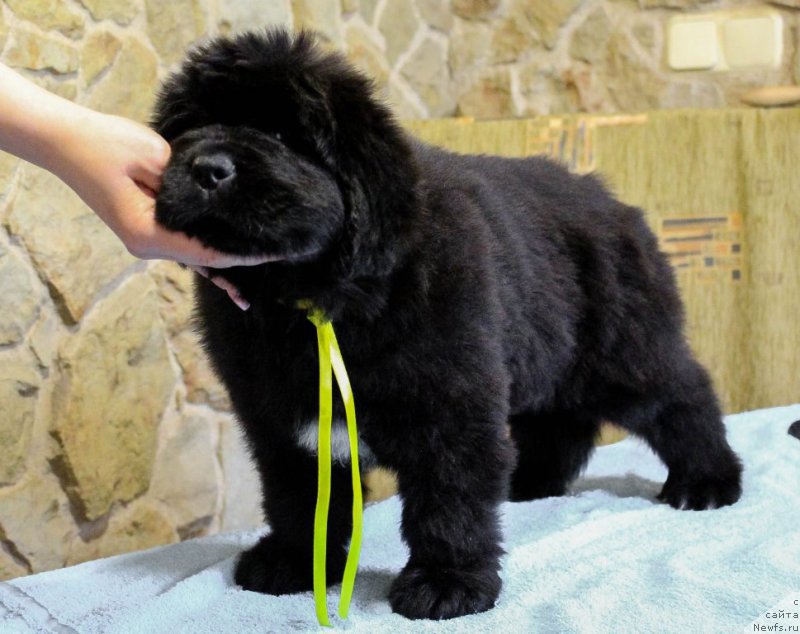 Фото: ньюфаундленд The Heart Beat of Bolshoy Malysh iz Volotova