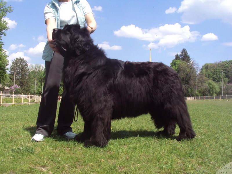 Фото: ньюфаундленд The Heart Beat of Bolshoy Malysh iz Volotova