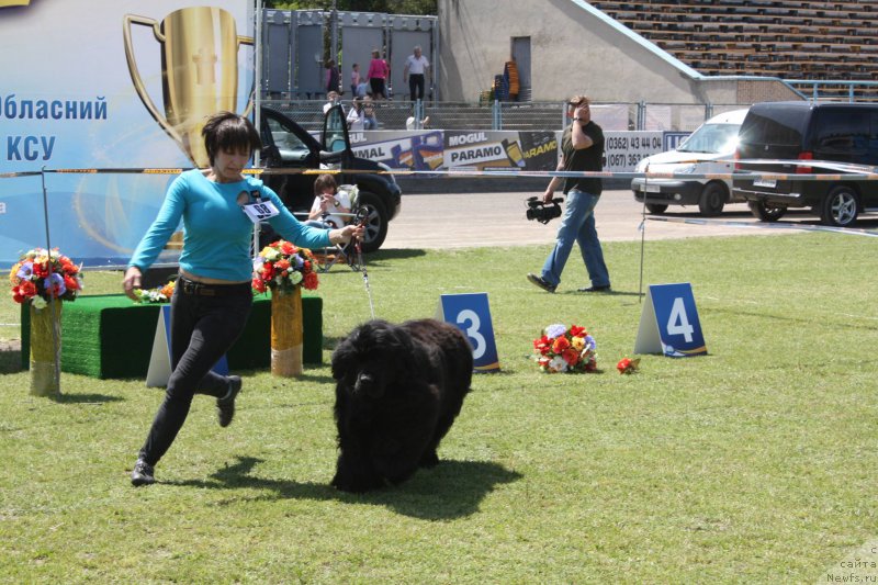 Фото: ньюфаундленд The Heart Beat of Bolshoy Malysh iz Volotova