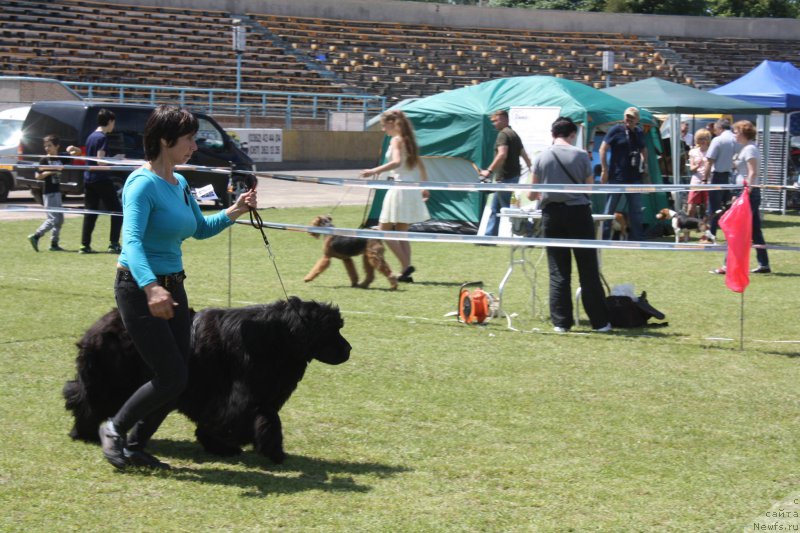 Фото: ньюфаундленд The Heart Beat of Bolshoy Malysh iz Volotova