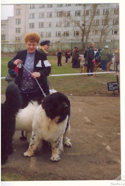 Фото: ньюфаундленд SHerif (Шериф)