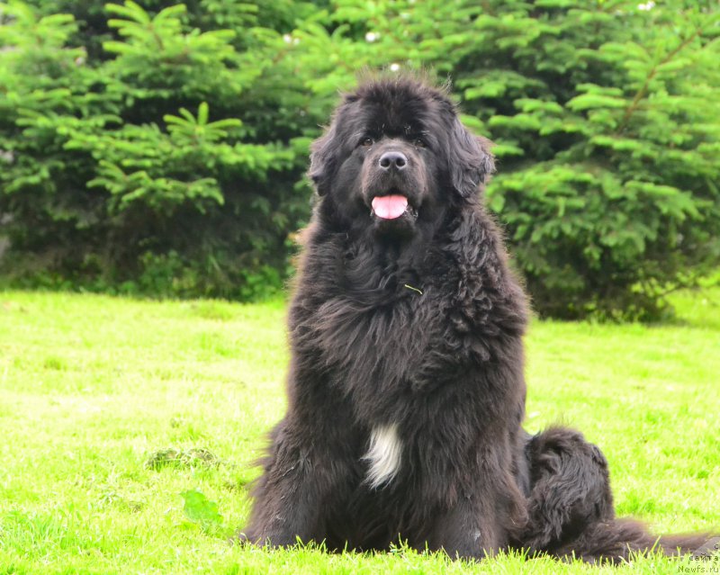 Фото: ньюфаундленд Talisman Morya Mishel' (Талисман Моря Мишель)