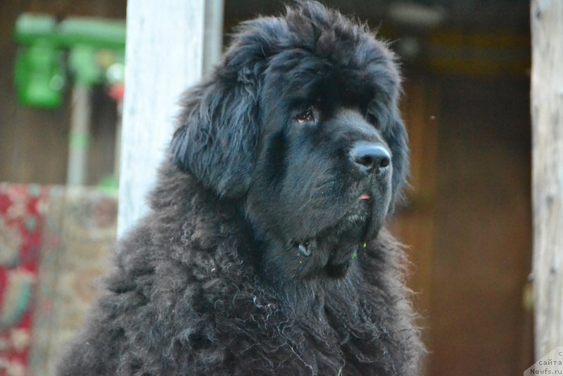 Фото: ньюфаундленд Talisman Morya La-Valetta (Талисман Моря Ла-Валетта)