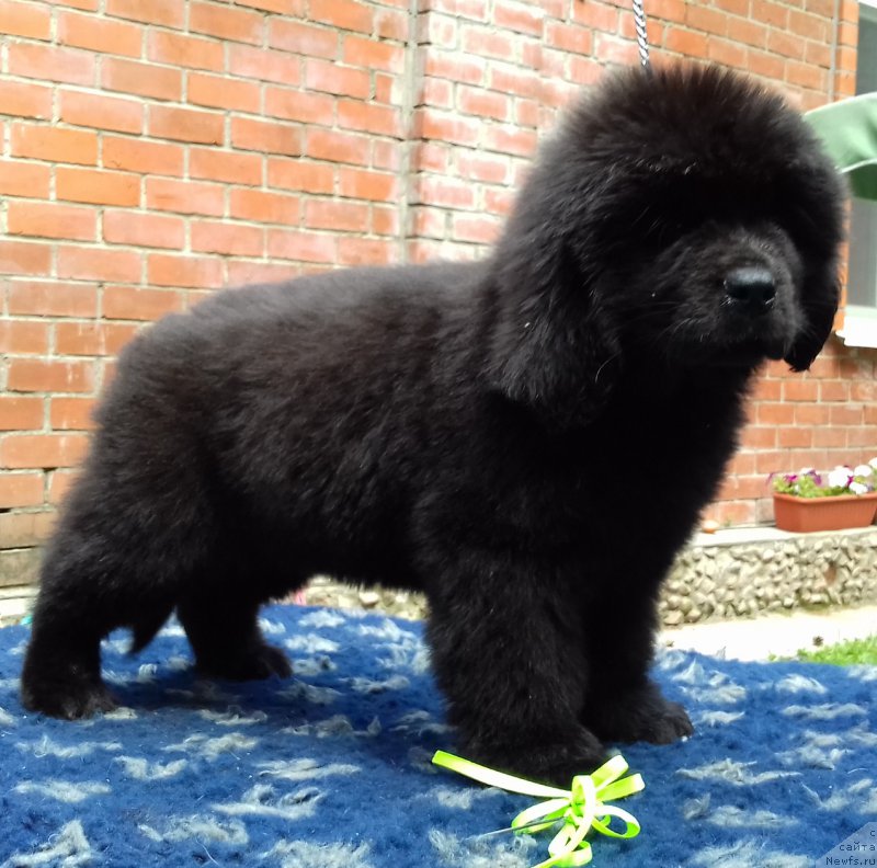 Фото: ньюфаундленд Super Premium YElita (Супер Премиум Элита)