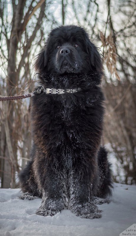 Фото: ньюфаундленд Hanna Kyusem Prekrasnaya (Ханна Кюсем Прекрасная)