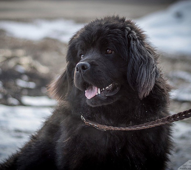 Фото: ньюфаундленд Hanna Kyusem Prekrasnaya (Ханна Кюсем Прекрасная)