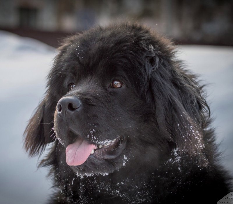 Фото: ньюфаундленд Hanna Kyusem Prekrasnaya (Ханна Кюсем Прекрасная)