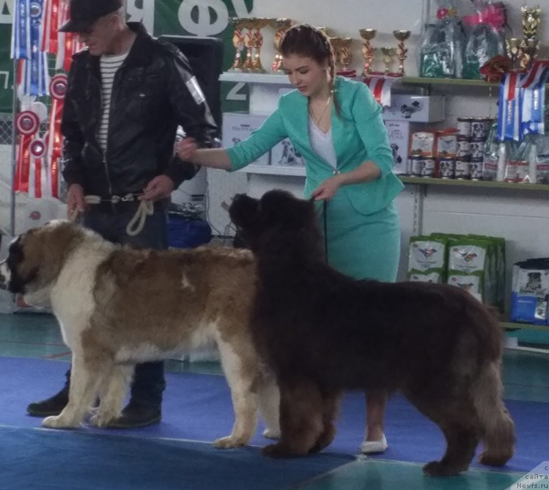 Фото: ньюфаундленд Haul Zolotoy Drakon (Хаул Золотой Дракон)