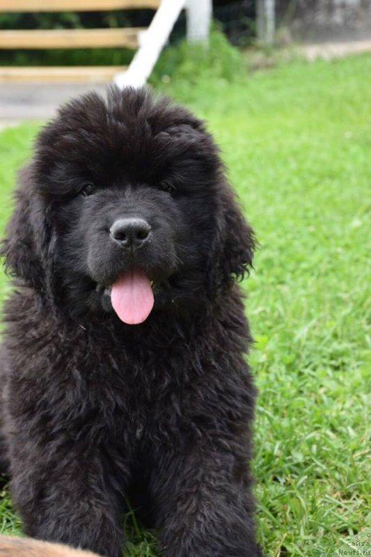 Фото: ньюфаундленд Super Premium YEskabaro Pablo (Супер Премиум Эскабаро Пабло)