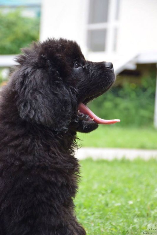 Фото: ньюфаундленд Super Premium YEskabaro Pablo (Супер Премиум Эскабаро Пабло)