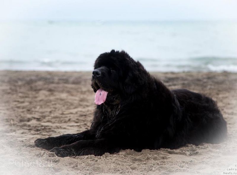 Фото: ньюфаундленд Super Premium Cirius (Супер Премиум Цириус)