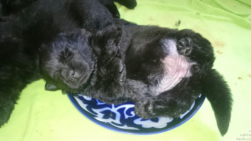 Фотография № 226850