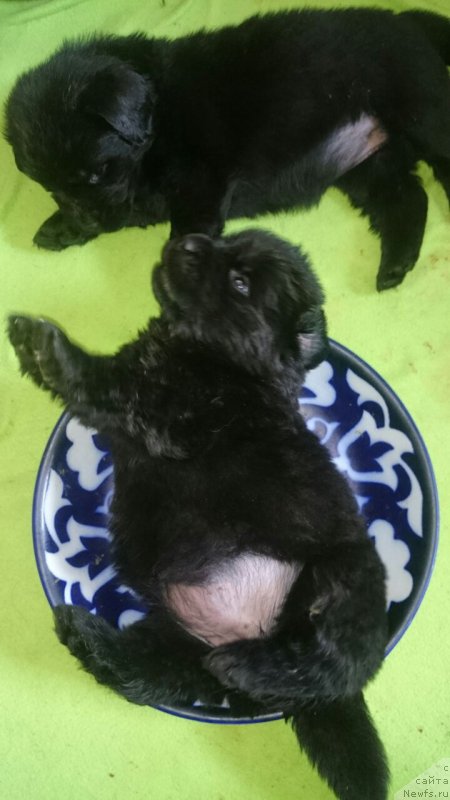 Фото: помет 