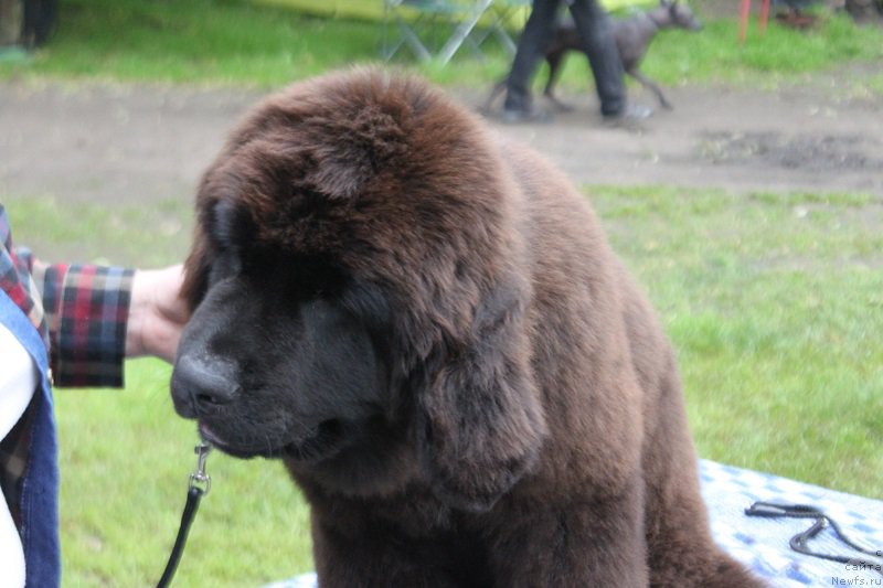 Фото: ньюфаундленд Terra Victoria Germon Louise (Терра Виктория Жермон Луиза)