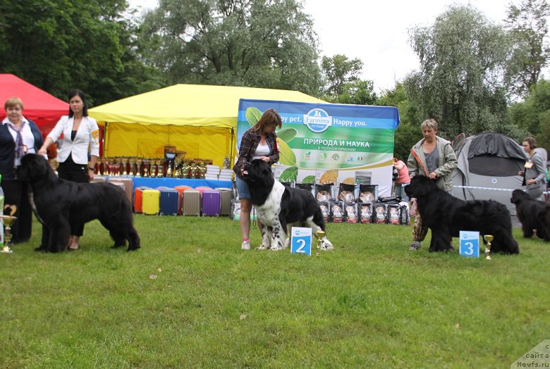 Фото: ньюфаундленд Angels Keeper Nibelung (Энджелс Кипер Нибелунг)