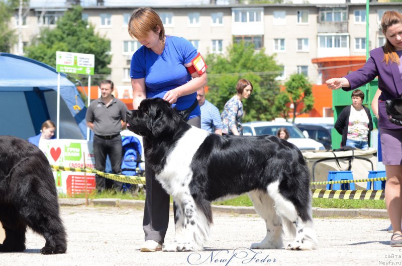 Фото: ньюфаундленд Angels Keeper Nibelung (Энджелс Кипер Нибелунг)