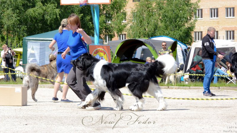 Фото: ньюфаундленд Angels Keeper Nibelung (Энджелс Кипер Нибелунг), Mariya Lapina (Мария Лапина)