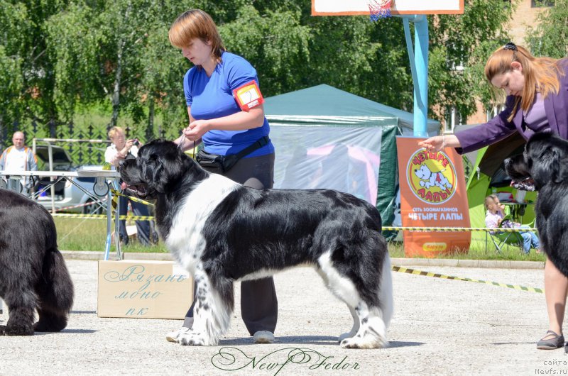 Фото: ньюфаундленд Angels Keeper Nibelung (Энджелс Кипер Нибелунг), Mariya Lapina (Мария Лапина)