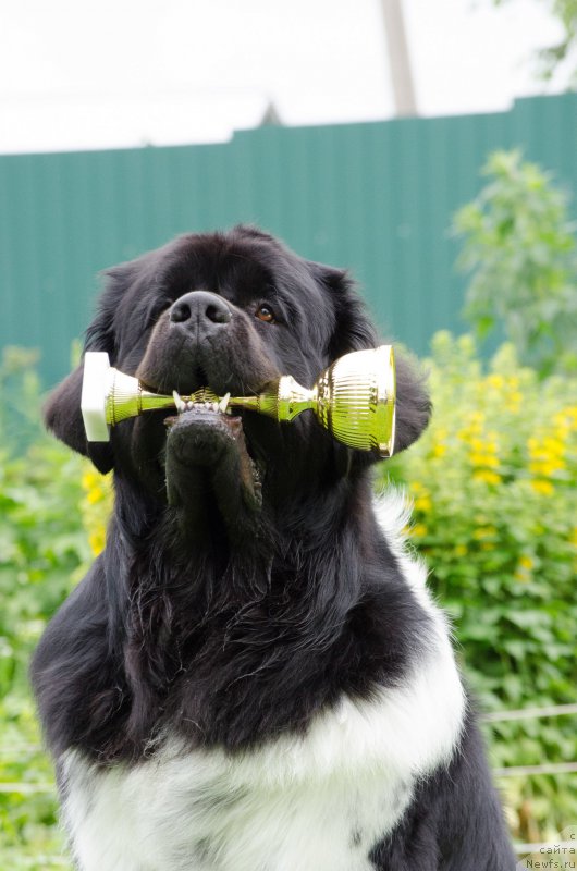Фото: ньюфаундленд Angels Keeper Nibelung (Энджелс Кипер Нибелунг)