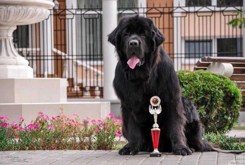 Фото: ньюфаундленд Aragon Goldi Rejn