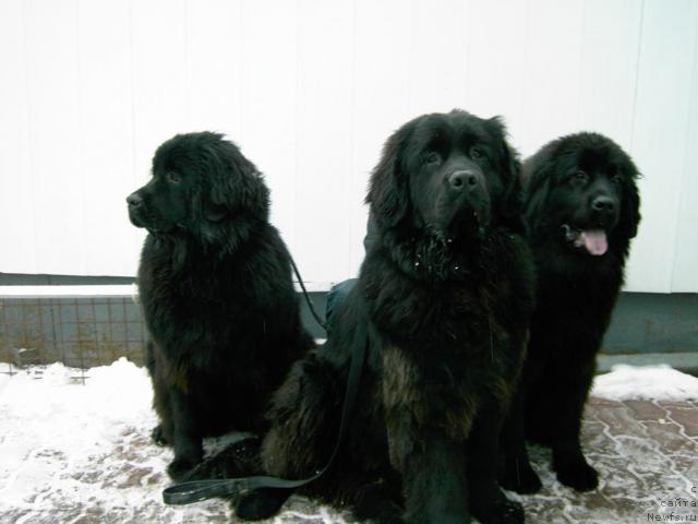 Фото: ньюфаундленд Renesans Princess iz Novogo Sveta (Ренесанс Принцесс из Нового Света), ньюфаундленд Rudol'f Grant Person Angliyskiy Lord (Рудольф Грант Персон Английский Лорд)